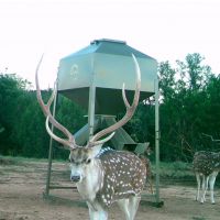 High Fence Trophy’s 3 day/2-night hunts available