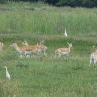 Axis Blackbuck Hunt - Near Damon, TX