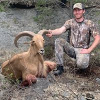 Auston aoudad