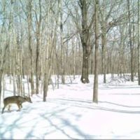 Whitetail Deer seasonal hunting lease 150 acres
