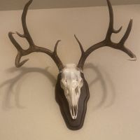 3.000 Acres Webb County.&nbsp; Water, electricity and camp sleeps 8. Lots of deer, hogs, dove, qual and d