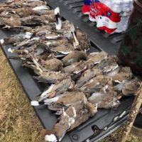 Dove hunting 100 acres in Taylor, Texas