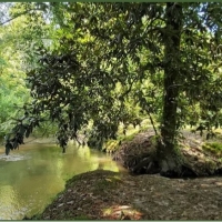 104 Acres with a Cabin in Jefferson Davis County at 319 Polk-Atwood Road in Mount Olive MS images 3