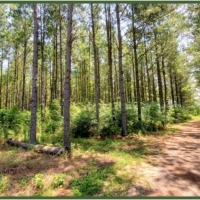 104 Acres with a Cabin in Jefferson Davis County at 319 Polk-Atwood Road in Mount Olive MS images 4