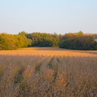 Development - Hunting- - Farm Land for Sale in Lee s Summit