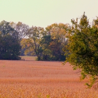 Development - Hunting- - Farm Land for Sale in Lee s Summit images 3