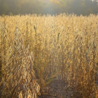 Development - Hunting- - Farm Land for Sale in Lee s Summit images 5
