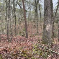 Inside the woods line