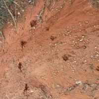 More deer tracks