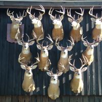 Deer heads 068