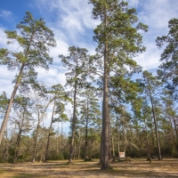37 Acres FM 1097