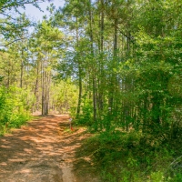 37 Acres FM 1097 images 5