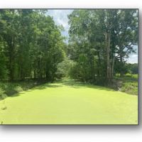 Two Equity Shares Sold Individually at Magna Vista Plantation in Issaquena County MS images 5