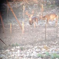 High-Fenced Private Ranch Available for Annual Lease near Junction, Texas