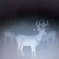 650 acres in Loco Oklahoma looking for 5 bowhunters