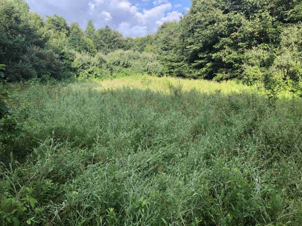 40 acres of impressive recreational farm in Wayne County featured image