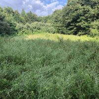 40 acres of impressive recreational farm in Wayne County