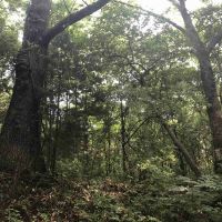 40 acres of impressive recreational farm in Wayne County images 2
