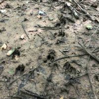 Great Hunting with Income near the Little Wabash river images 5
