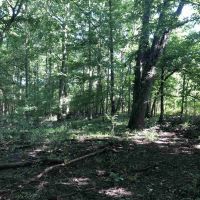 Great Hunting with Income near the Little Wabash river images 6