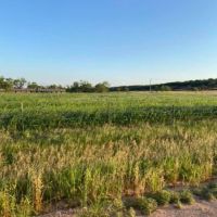 Lease available in Coke county Texas