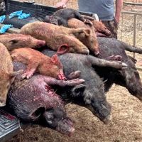 Deer, Hogs, Duck, and Turkey Hunting Lease in Northeast Texas (2 hours from Dallas, $10k)