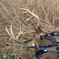 BIG BUCKS in South Central Iowa