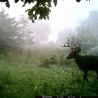 BIG BUCKS in Appanoose County Iowa