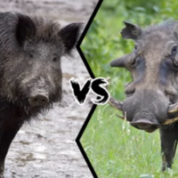 Wild Hog Hunting