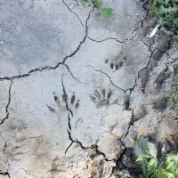 Pawprints