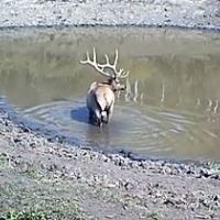 Bullmiddlepond