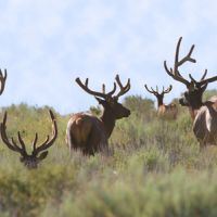 Elkmotel