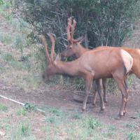 400 acres, 4 hunters max, seasonal self guided, private land hunting lease