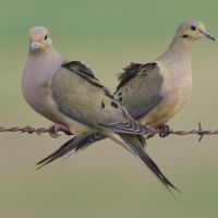 Dove Hunting Throckmorton County.&nbsp; Day, Season, Group Pastures.