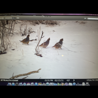 Deer, quail and predators