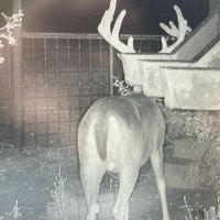 Whitetail mld-hunts in Ozona Texas on 22500 acres of low fence