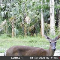 Black Hammock Wilderness Area 5 ACRES HUNTING LEASE surrounded by vacant land
