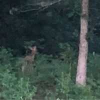 HUNTING LAND WOODS OASIS GAMELANDS, MilMay New Jersy