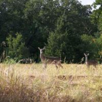 13 acres 2 bed RV hunting lease surrounded by 15000 acres Carters lake. 1 mile long river frontage!