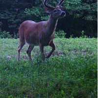 Deer