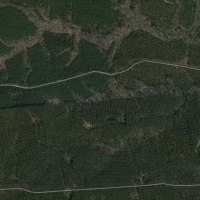 Beautiful Forested 4000 acre Family style Hunting lease