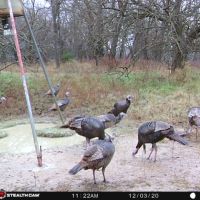 Beautiful hunting property 550 acres
