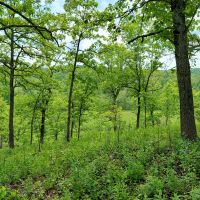 Dallas County 740 acres, multiple elevations, live water, good mix timber and fields