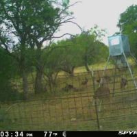 3000+ low fence with whitetail and Axis