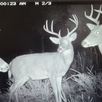 Beautiful Kansas Flinthills 600 ac. hunting lease available