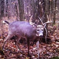 80’acres prime buck groomed trails