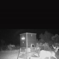 Day and weekend deer hunts. 500 acre ranch with clean and comfortable lodging available on site