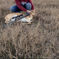 Blackbuck female