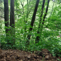 Hunting and recreational land for lease in Pike County, KY