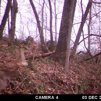 Beautiful Hidden Field surrounded by wood. Whitetail and Turkey.